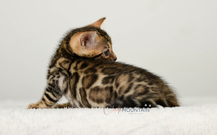 Bengal kitten for sale